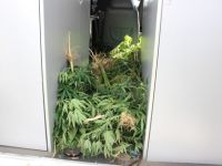 BAFRADA HİNT KENEVİRİ OPERASYONU