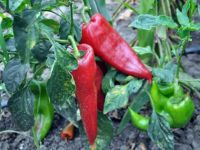 BİBER ÜRETİCİSİ MEMNUN DEĞİL