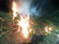 194 KÖK DİŞİ HİNT KENEVİRİ YAKILARAK İMHA EDİLDİ