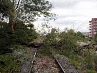 SAMSUN’DA FIRTINADA DEV AĞAÇ YIKILDI