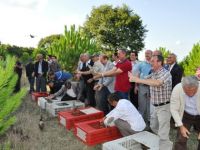 BAFRA’DA 300 SÜLÜN DOĞAYA SALINDI