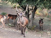 KUNDUZ DAĞI, KIZIL GEYİK DİYARI