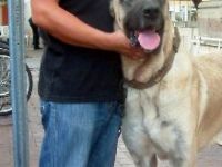 94 KİLOLUK KANGAL