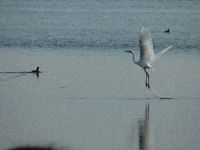 KIZILIRMAK DELTASI AV TURİZMİNE AÇILIYOR” İDDİASI