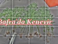 BAFRA’DA 41 KÖK HİNT KENEVİRİ ELE GEÇİRİLDİ