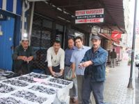 BAFRA’DA YERLİ HAMSİ SEZONU BAŞLADI.