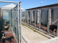 BAFRA’YA MODERN HAYVAN BARINAĞI