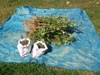 BAFRA’DA HİNT KENEVİRİ VE ESRAR ELE GEÇİRİLDİ