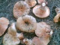 MANTAR YİYEN ŞAHIS ZEHİRLENDİ