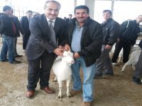BAFRA’DA ÇİFTÇİLERE SAANEN KEÇİSİ DAĞITILDI