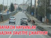 SAMSUN SİNOP YOLUNDA BAŞIBOŞ HAYVANLAR TEHLİKE SAÇIYOR