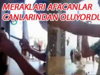 MERAKLARI  CANLARINDAN EDİYORDU