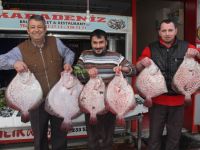 SEZONUN İLK KALKAN BALIKLARI TEZGAHLARDA