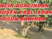 BAFRADA İNCİR AĞACINDAN DÜŞEN ADAM YOĞUN BAKIMDA
