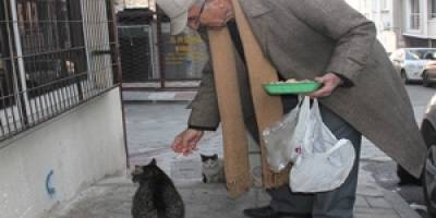 ÖĞRETMENİN KEDİ SEVGİSİ