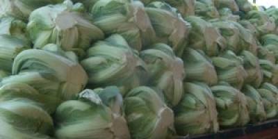 BAFRA OVASI'NDA SEBZE ÜRETİCİLERİ UMDUĞUNU BULAMADI