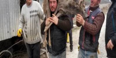 BAFRA'DA KANALA DÜŞEN KARACA KURTARILDI