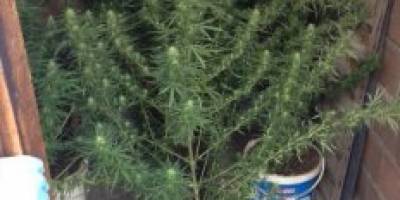 SAMSUN BİZİMLE ŞAHLANACAK