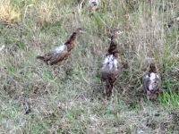 SAMSUN'DAN DOĞAYA 12 BİN SÜLÜN