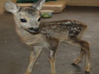 YAVRU KARACA KORUMA ALTINA ALINDI