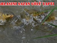 ÇELTİK TARLASINI SAZAN TARLASI YAPTI