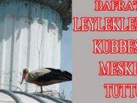 LEYLEKLER CAMİ KUBBESİNİ MESKEN TUTTU