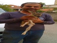 Yavru Karacaya Sahip Çıktılar