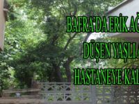 ERİK AĞACINDAN DÜŞEN YAŞLI ADAM HASTANEYE KALDIRILDI
