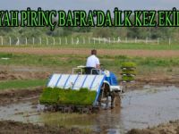 BAFRA OVASI'NDA İLK DEFA SİYAH PİRİNÇ EKİMİ YAPILDI