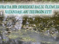 BAFRA'DA BALIK ÖLÜMLERİ VATANDAŞLARI TEDİRGİN ETTİ