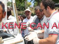 SAMSUNDA KENE ISIRMASI SONUCU 1 KİŞİ HAYATINI KAYBETTİ