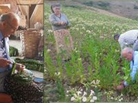 BAŞKAN  YILMAZ BENGÜ'DE TÜTÜN KIRDI