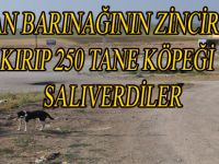 HAYVAN BARINAĞINA ZARAR VERİP KÖPEKLERİ SALDILAR