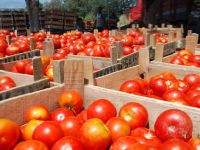 Domates artık lüks oldu