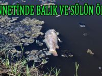 KIZILIRMAK DELTASI’NDA BALIK VE SÜLÜN ÖLÜMLERİ