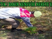 MİLLİ PARK ALANINA KENEVİR EKTİLER