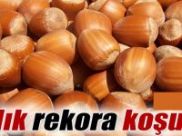 Fındık fiyatları yükselişini sürdürüyor