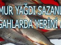 YAĞMUR YAĞDI SAZANLAR TEZGAHLARDA YERİNİ ALDI