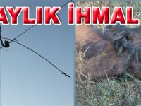 3 AYLIK İHMAL BAKIN NEYE MAL OLDU?