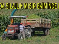 BAFRA OVASI'NDA SİLAJLIK MISIR EKİMİNDE DÜŞÜŞ