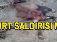 AYVACIK'TA KURT SALDIRISI ŞÜPHESİ