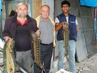 BAFRA'DA KOLAN BALIĞI BALIKÇILARIN AĞINA TAKILDI