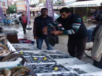 BAFRA’DA ÇİNAKOP BALIĞI BOLLUĞU