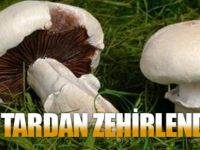 MANTARDAN ZEHİRLENDİLER