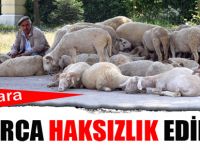 Koyunlara yıllarca haksızlık edilmiş!