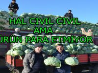 BAFRA HALİ CIVIL CIVIL AMA ÜRÜN PARA ETMİYOR
