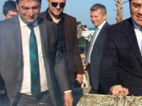 SAMSUN'DA HAMSİ ŞÖLENİNDE 3 TON HAMSİ DAĞITILDI