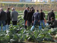 80 MİLLİ YENİ LAHANA ÇEŞİDİ GELİŞTİRİLDİ