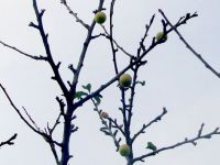 Erik ağacı kış ortasında meyve verdi