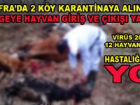 BAFRA'DA 20 GÜNDE 12 SIĞIR TELEF OLDU